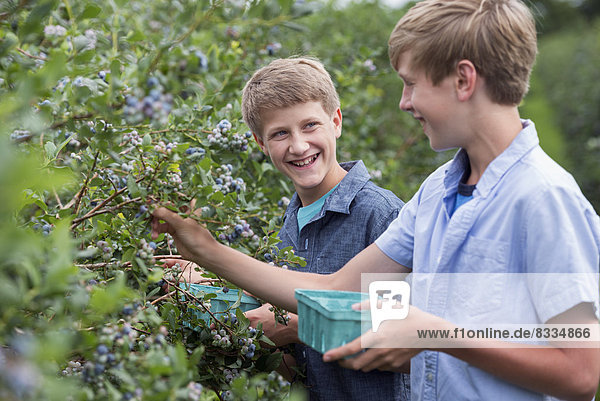 Ein Bio-Obstbetrieb. Zwei Jungen pflücken die Beerenfrüchte von den Büschen.