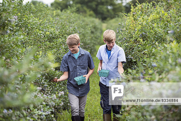 An organic fruit farm. Two boys picking the berry fruits from the bushes.