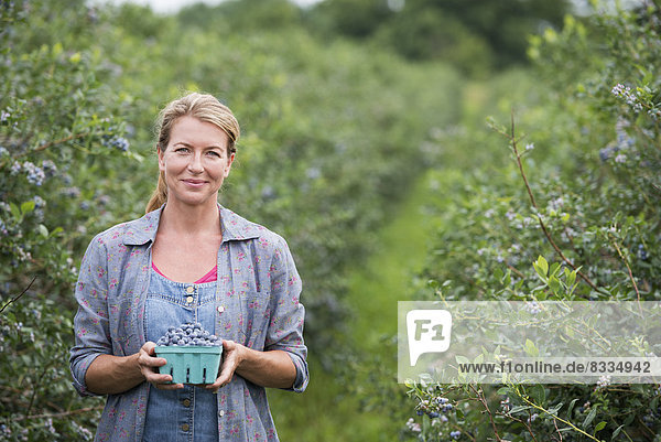 An organic fruit farm. A woman picking the berry fruits from the bushes.