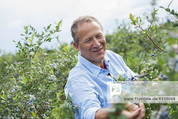 An organic fruit farm. A man picking the berry fruits from the bushes.