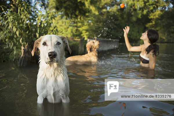 Eine Frau  die mit ihren beiden Hunden in einem See schwimmt. Sie wirft den Ball im Spiel.