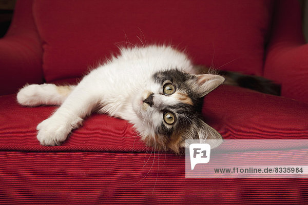 A kitten on a red sofa  lying on its side.