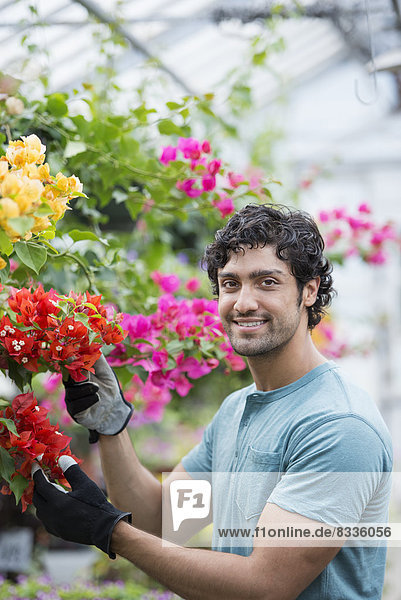 A young man working in a greenhouse full of flowering plants.