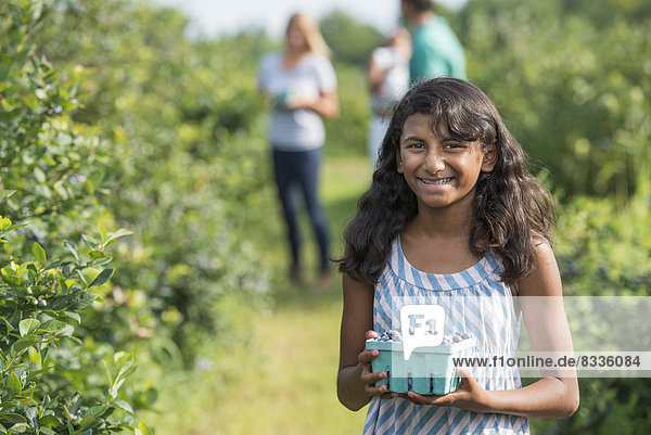 People picking fresh blueberries from the organic grown plants in a field.