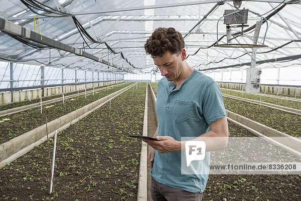 Ein kommerzielles Gewächshaus in einer Gärtnerei  die biologische Blumen anbaut. Ein Mann benutzt ein digitales Tablett.