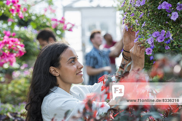 Ein kommerzielles Gewächshaus in einer Gärtnerei  die biologische Blumen anbaut. Eine Gruppe von Menschen  die arbeiten.