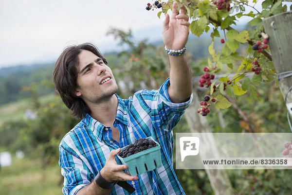 Ein junger Mann pflückt Brombeerfrüchte auf einer Bio-Fruchtfarm.