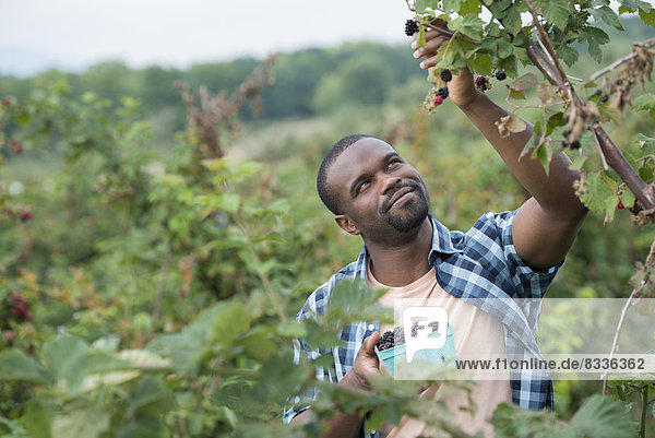 Pflücken von Brombeerfrüchten auf einem Bio-Bauernhof. Ein Mann greift hoch  um Beeren zu pflücken.