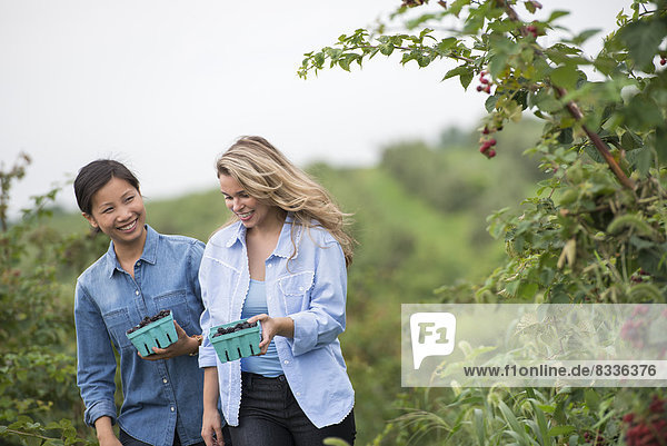 Picking blackberry fruits on an organic farm. Two women talking and walking among the fruit bushes.