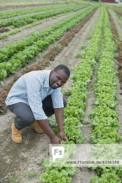 Ein Biobetrieb  der Gemüse anbaut. Ein Mann auf den Feldern  der den Salatanbau inspiziert.