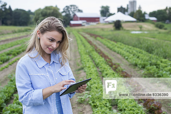 An organic farm growing vegetables. A woman in the fields inspecting the lettuce crop  using a digital tablet.