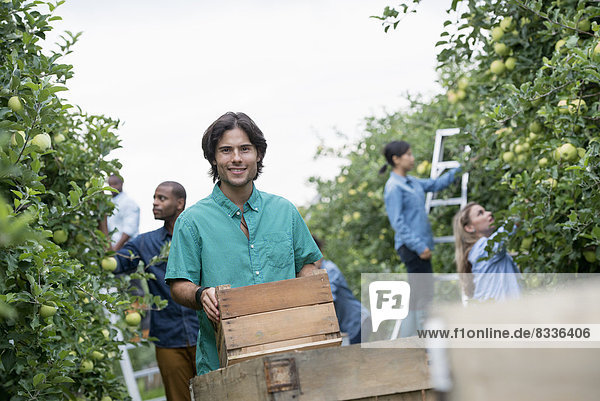 Ein Bio-Obstgarten auf einem Bauernhof. Eine Gruppe von Menschen pflückt grüne Äpfel von den Bäumen.