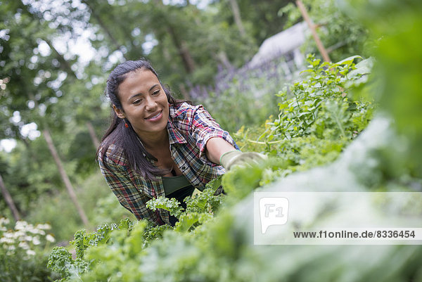 A woman leaning to pick fresh herbs and vegetables in a garden.
