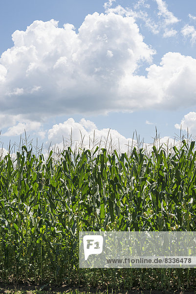 Tall plants in a field  maize corn growing.
