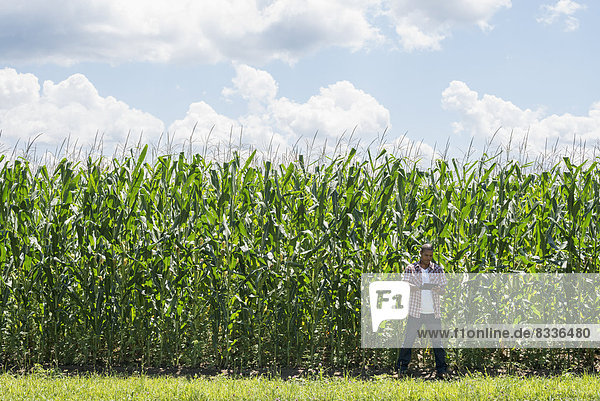 A man in working clothes standing in front of a tall maize crop,  towering over him.