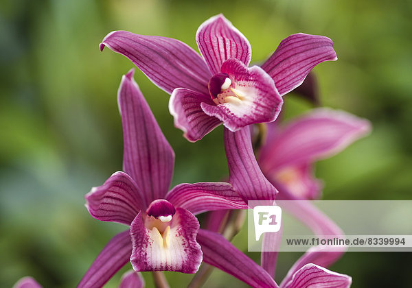 Orchieenblüten Cymbidium Cultivar