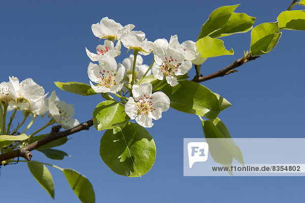 Kultur-Birne (Pyrus communis)  Zweig mit Blüten  Thüringen  Deutschland