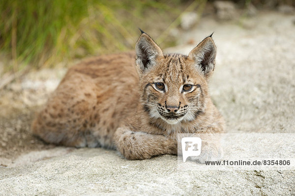 Eurasischer Luchs,  Nordluchs (Lynx lynx),  Jungtier liegt auf einem Felsen,  Tierfreigelände,  Nationalpark Bayerischer Wald,  Bayern,  Deutschland