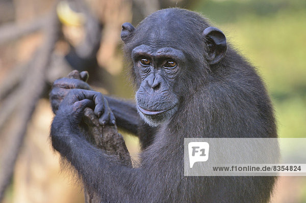 Schimpanse (Pan troglodytes verus)  Tacugama Chimpanzee Sanctuary  Provinz Western Area  Tacugama  Provinz Western Area  Sierra Leone