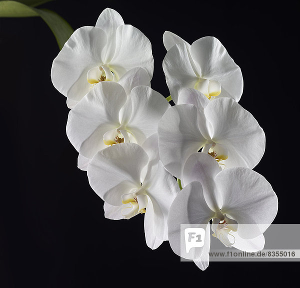 Weiße Orchidee (Phalaenopsis)  Blüten