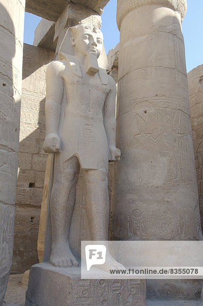Statue of Ramesses II  Luxor Temple  UNESCO World Heritage site  Thebes  Luxor  Luxor Governorate  Egypt