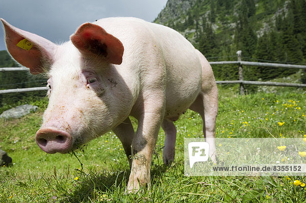 Domestic Pig (Sus scrofa domestica) on a meadow
