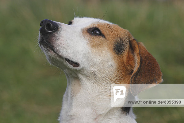 Beagle-Mischling  Kopf