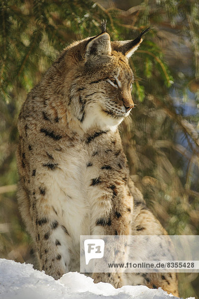 Eurasischer Luchs (Lynx lynx),  Nationalpark Bayerischer Wald,  Bayern,  Deutschland