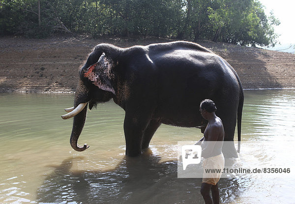 Mahut mit einem Asiatischen Elefanten (Elephas maximus)  Kappukadu Elephant Rehabilitation Centre  Kottur  Kerala  Indien