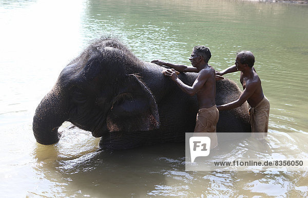 Zwei Mahuts waschen einen Asiatischen Elefanten (Elephas maximus)  Kappukadu Elephant Rehabilitation Centre  Kottur  Kerala  Indien