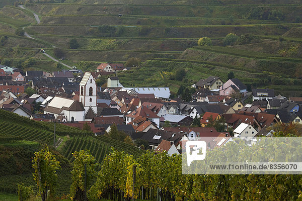 Village surrounded by vineyards  Oberbergen  Vogtsburg im Kaiserstuhl  Baden-Württemberg  Germany