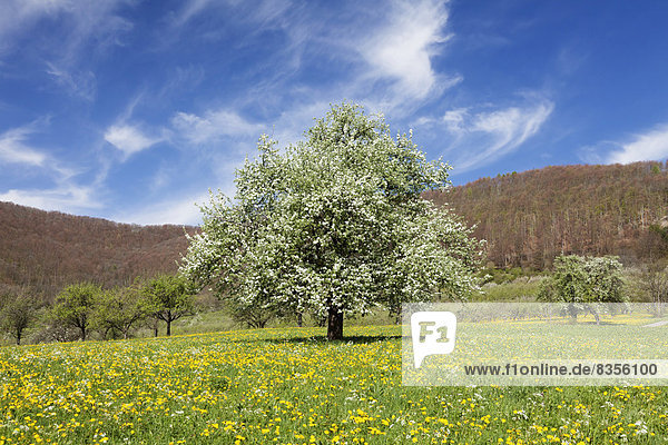 Blühender Obstbaum auf einer Frühlingswiese im Neidlinger Tal  Baden-Württemberg  Deutschland