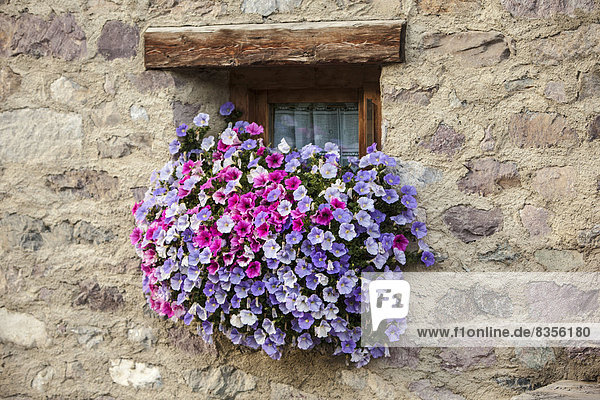 Stein Fenster Wohnhaus Blume Dekoration Italien Lombardei