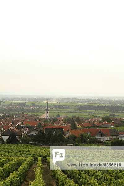 Das Dorf Maikammer  vorne ein Weinberg  Maikammer  Rheinland-Pfalz  Deutschland