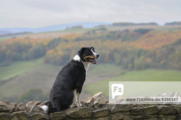 sitzend ,Berg ,Landschaft ,Stein ,Wand ,Hund ,Deutschland
