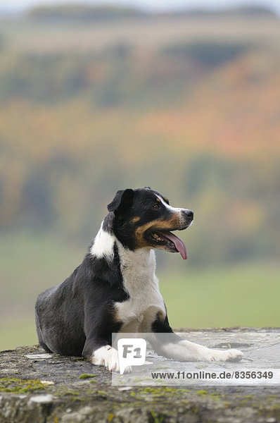 Appenzeller Sennenhund, Deutschland