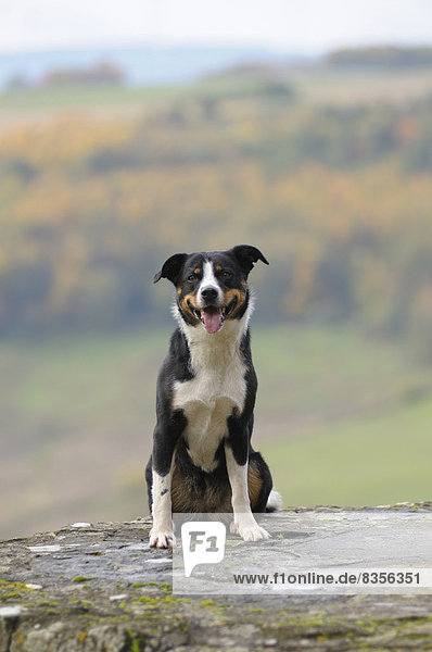 Appenzeller Sennenhund sitzt auf einer Mauer, Deutschland