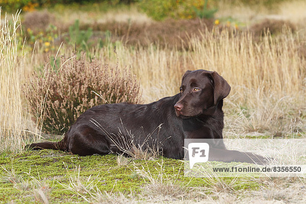 Brauner Labrador Retriever  Hündin  fünf Monate  Deutschland
