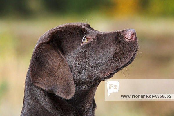Brauner Labrador Retriever  Hündin  fünf Monate  Portrait  Deutschland