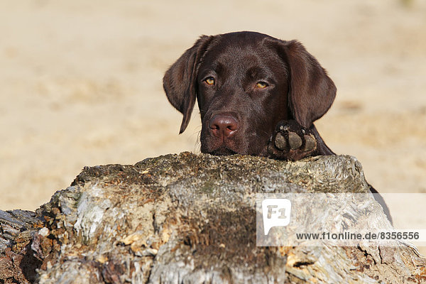 Brauner Labrador Retriever  Hündin  fünf Monate  schaut hinter Baumstumpf hervor  Deutschland
