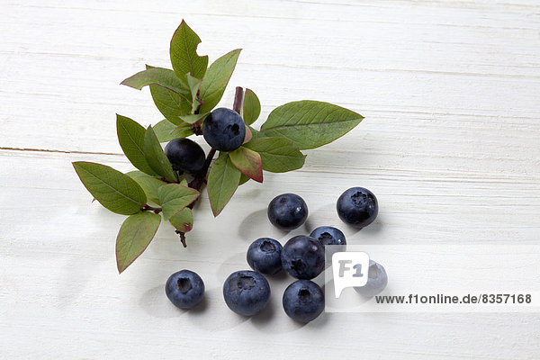 Heidelbeeren (Vaccinium myrtillus) und Zweig auf weißem Holz Studioaufnahme