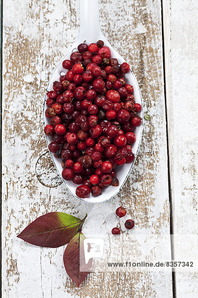 Cranberries (Vaccinium vitis-idaea) auf einem Löffel  Studioaufnahme