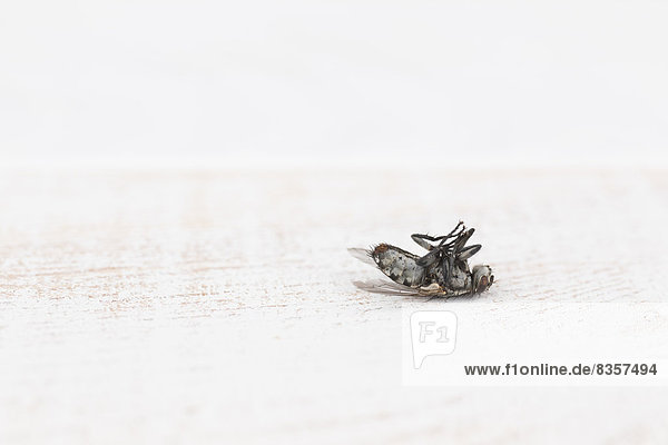 Tote Stubenfliege (Musca domestica) auf weißem Holztisch  Studioaufnahme