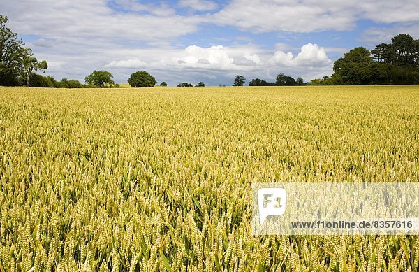 Wheat field near Temple Guiting in The Cotswolds  Gloucestershire  UK