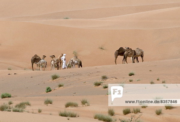Camel herder and bedouin life in the desert at Al Ain  Abu Dhabi  United Arab Emirates