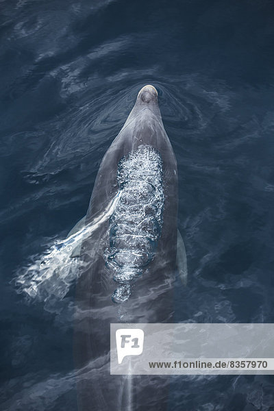 Spanien  Delphin schwimmend im Meer  auftauchend zum Atmen