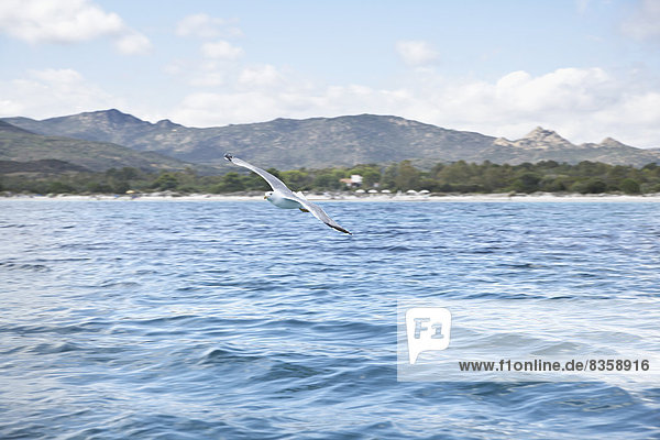 Italy  Sardinia  Flying sea gull