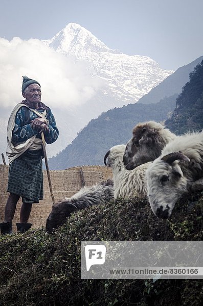 Schaf  Ovis aries  Menschen im Hintergrund  Hintergrundperson  Hintergrundpersonen  Asien  Nepal  Schafhirte