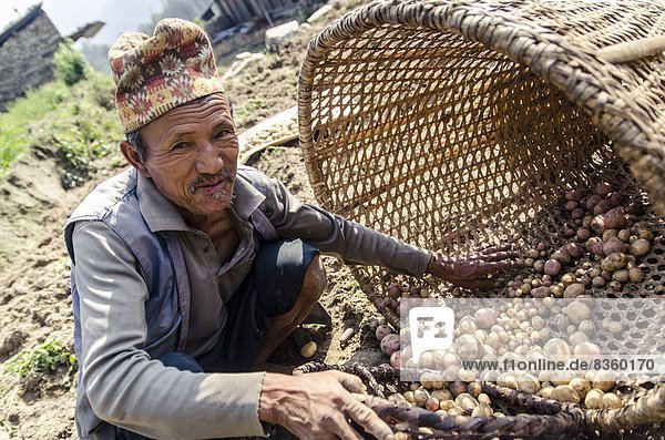Mann  Frische  sammeln  graben  gräbt  grabend  Kartoffel  Asien  Nepal  neu  Jahreszeit