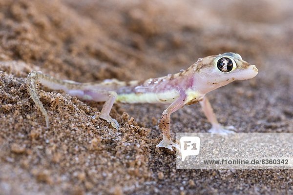 Webfooted Gecko (Palmatogecko Rangei)  Namib-Wüste  Namibia  Afrika